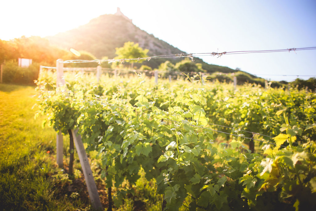 Vigneto di Prosecco Personalizzato