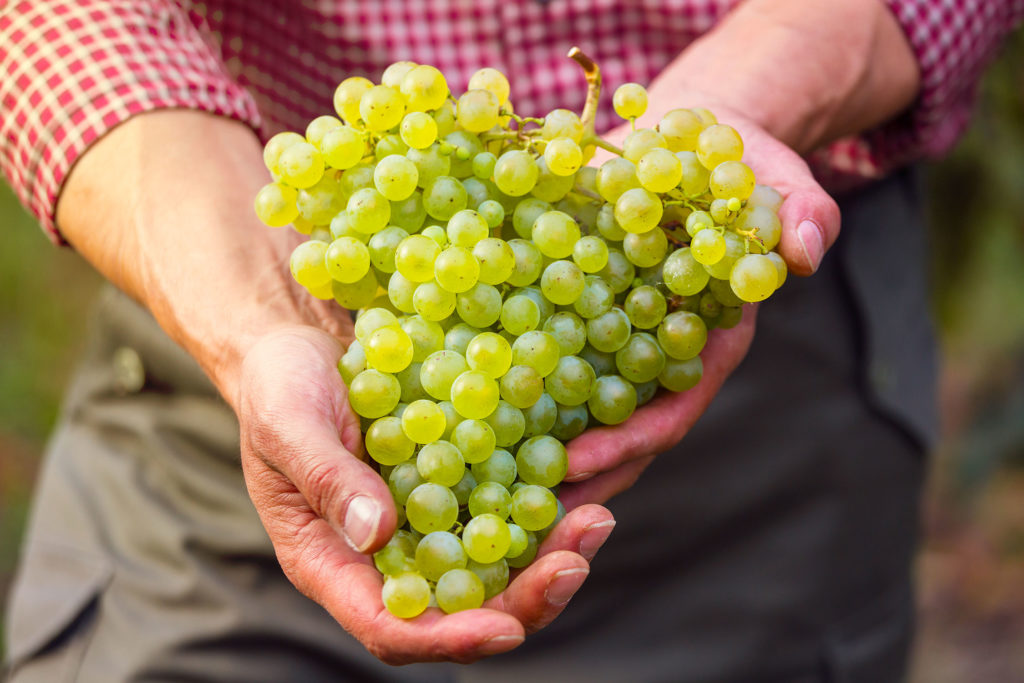 Grappolo d'uva per Prosecco Personalizzato